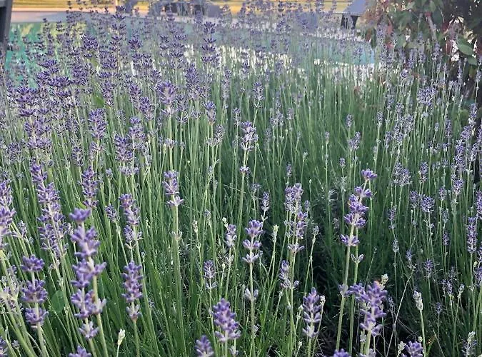 Le Baptistere - Adults Only Guest house Attichy